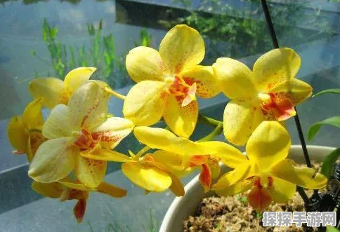 劲爆！DNF五一活动副本大揭秘，哪个副本掉落稀有奖励最丰厚？