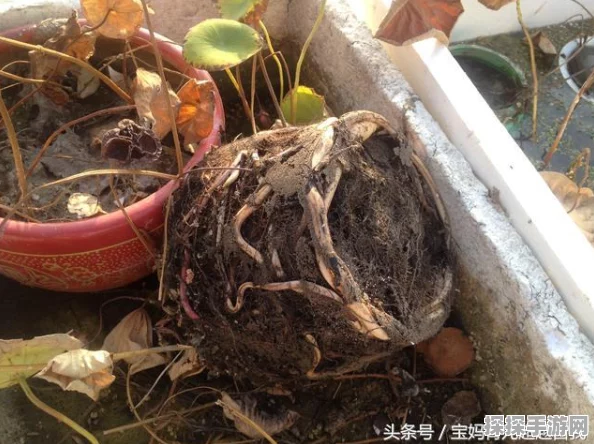 暗黑破坏神不朽，镜子折射通关秘籍大揭秘