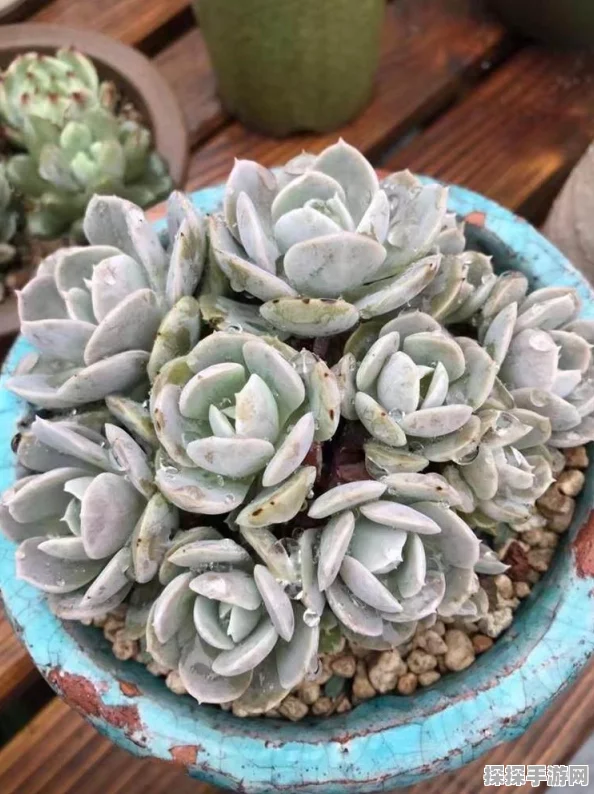 植物大战僵尸，无敌精英阵容秘籍大公开