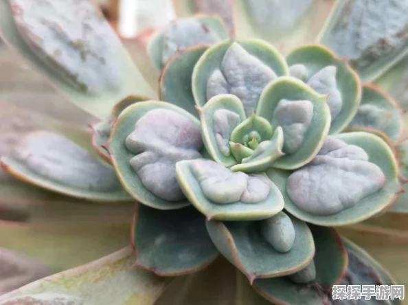 植物大战僵尸，无敌精英阵容秘籍大公开