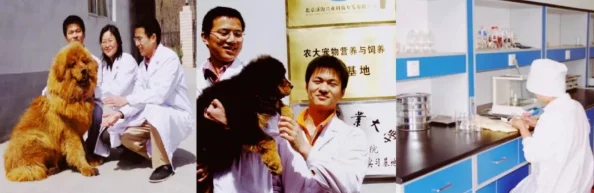 口袋妖怪新世代新手攻略，玩转游戏，宠物推荐助你快速成长