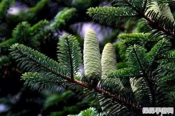 桃源深处有人家，鸢尾花珍稀配色大揭秘及种植秘籍