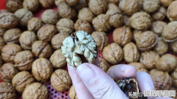 创造与魔法，解锁罐子钥匙的神秘途径