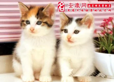 周公解梦，探寻梦到猫的神秘寓意与预示