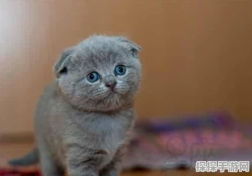 周公解梦，探寻梦到猫的神秘寓意与预示