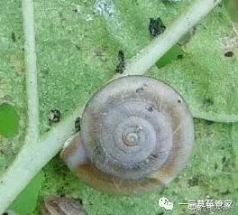 手游资讯，深入解析最强蜗牛形态装备更新