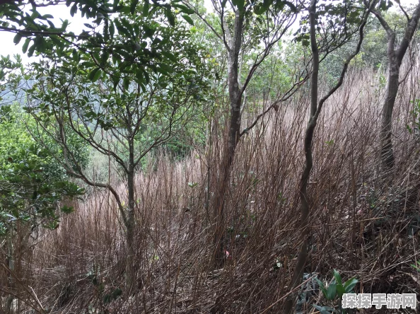 王者荣耀国服等级之路，荣耀之巅的阶梯全面解析