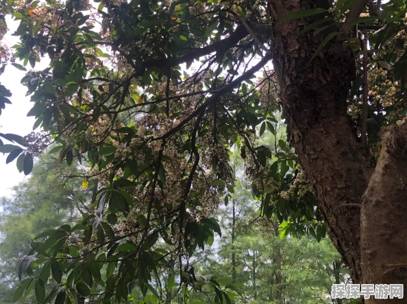 手游资讯，探索光·遇的奇妙季节之旅，已开启21个梦幻篇章