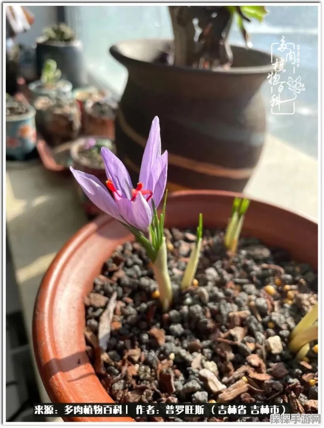 球球大作战，探秘梦幻卡的神奇用途与实战策略