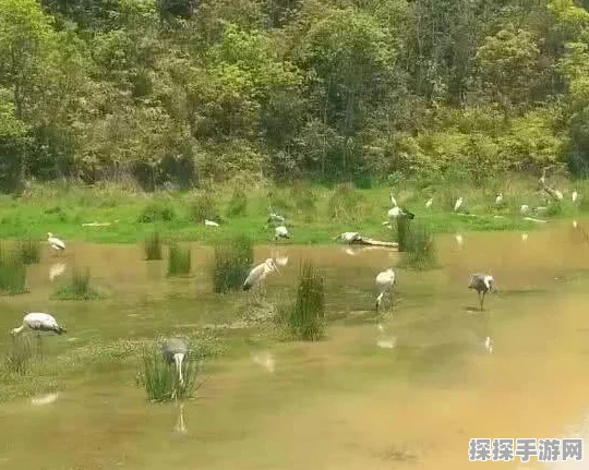 光遇魔法季风之灵探寻之旅，新版本更新揭秘