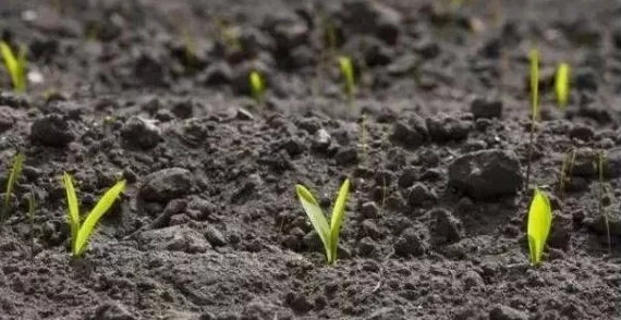 星露谷物语，珍奇乌鸦与稻草人的奇妙冒险 8