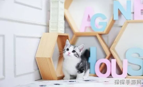 叠猫猫赢钻石秘籍，全方位攻略指南