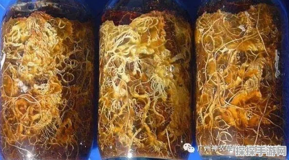 探秘异环零，独特魅力与深度解析