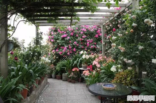 植物大战僵尸，花园开启秘籍大公开