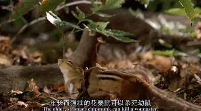 王国橡果传说魔术演出活动深度解析与攻略指南