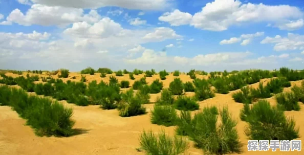 植物大战僵尸OL沙漠地图深度攻略与手游资讯