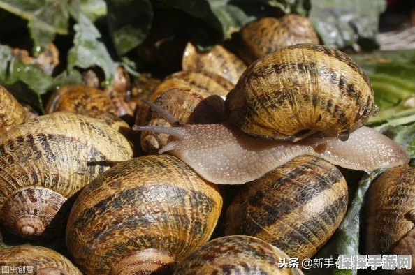 手游资讯，揭秘最强蜗牛启示之眼的神奇用途