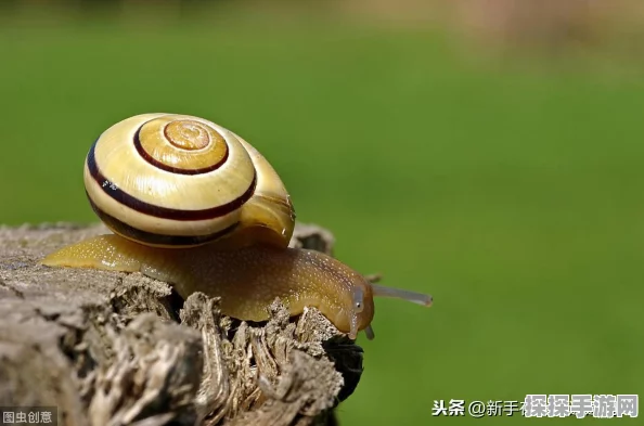 手游资讯，揭秘最强蜗牛启示之眼的神奇用途