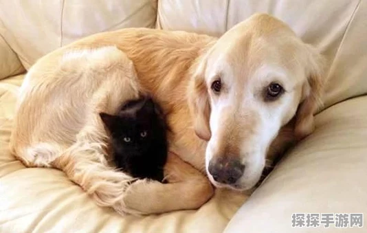 绝区零猫咪小黑领养全攻略
