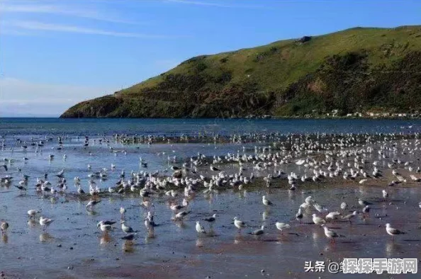 光遇归巢季季节任务全攻略，探索与冒险的奇妙之旅