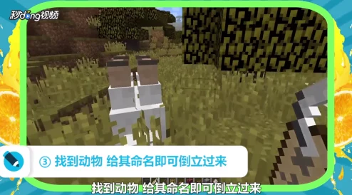 我的世界生物倒立技巧揭秘，打造奇幻世界的趣味瞬间
