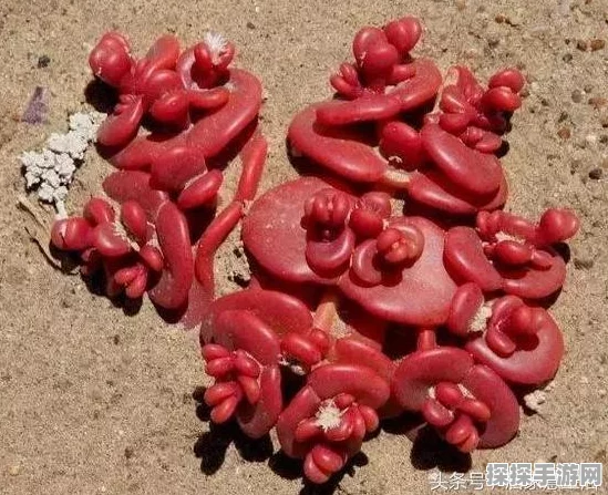 光遇56季节蜡烛位置大全，最新季节蜡烛分布全解析