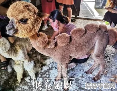 疯狂动物园换装攻略及下载指南