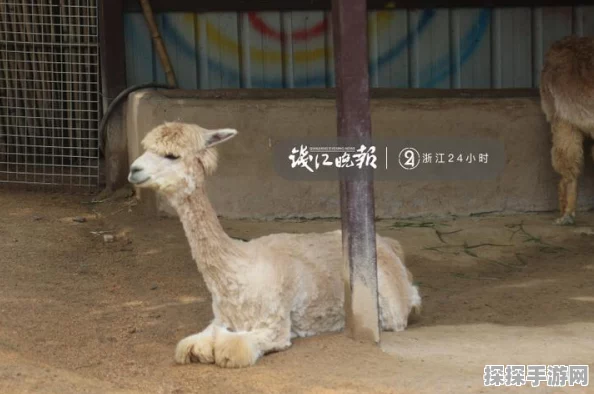 疯狂动物园换装攻略及下载指南