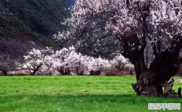 光遇霞谷赏花秘境全攻略，探寻绝美赏花地，开启浪漫旅程
