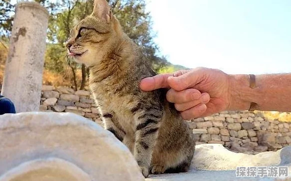 猫之城幸运值大揭秘，深度解析幸运值在游戏中的关键作用