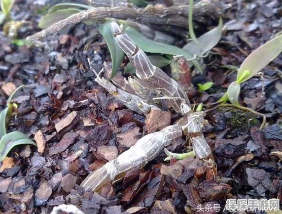 手游资讯，元气骑士植物系统全解析
