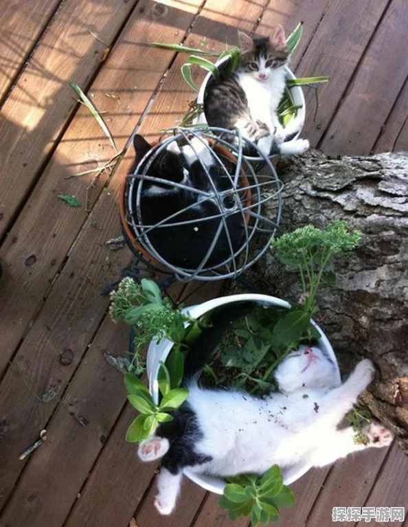 手游资讯，探索趣味无穷的我的猫盆栽汉化版游戏世界
