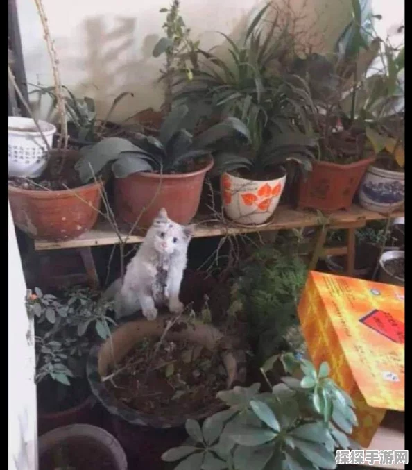 手游资讯，探索趣味无穷的我的猫盆栽汉化版游戏世界