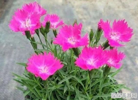 手游资讯，光遇小红花获取攻略全解析