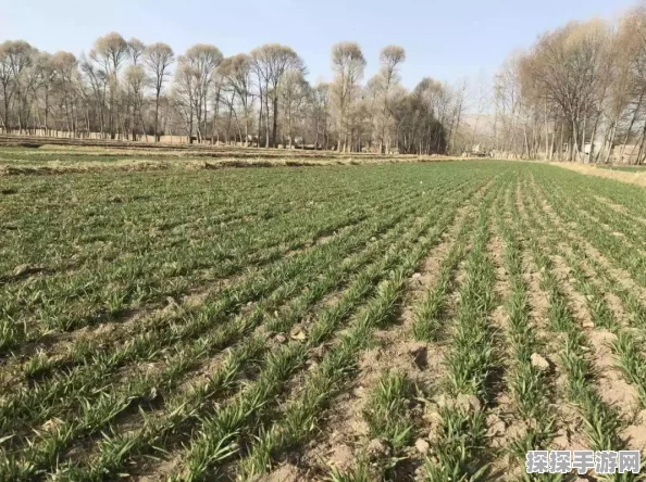 手游资讯，解锁我的世界小麦种植的深度探索与实用攻略
