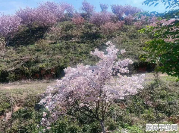 梦幻西游手游清明活动踏青行盛况空前，玩家共赴春日盛宴