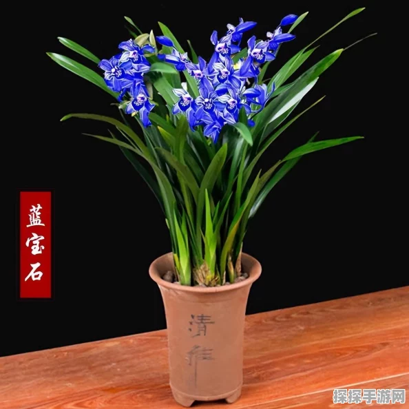 王者荣耀蓝花获取攻略，详细解析与活动亮点