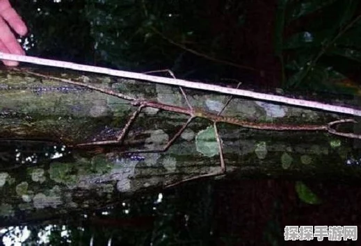 手游资讯，我的世界新增幸运属性，探险者的全新福音！