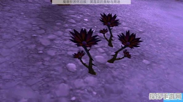 魔兽世界怀旧服黑莲花刷新规律深度解析