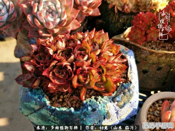 手游资讯，揭秘幸福之心DNF稀有道具幸福之心的获取之道