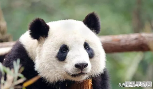 手游资讯，口袋妖怪黑白2独特进化机制深度解析