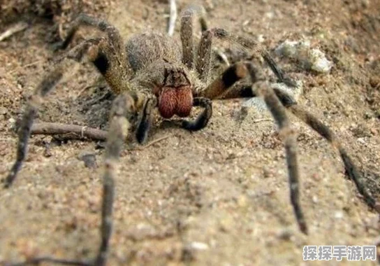 手游资讯，深入探索怪物猎人世界中不同怪物体形之谜