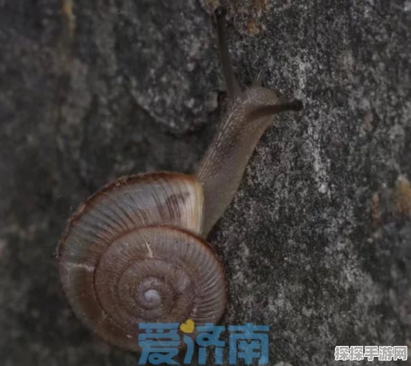最强蜗牛西市胡商珍稀面具限时出售资讯