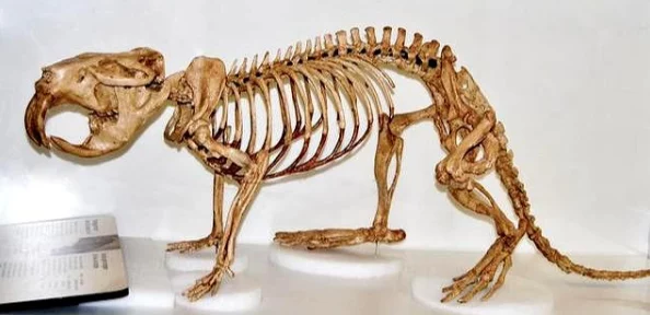 手游资讯，探索创造与魔法新版本，揭秘猛犸象食包之谜