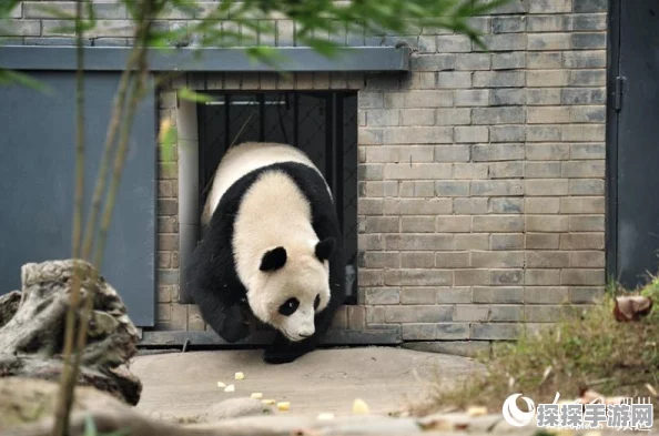 阴阳师携手中国大熊猫保护研究中心，共绘守护契约新篇章！