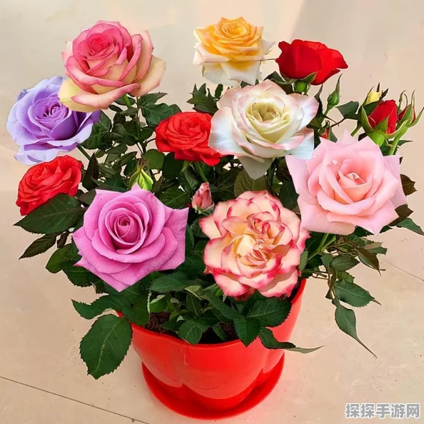 梦幻西游手游，彩虹玫瑰合成与获取全攻略