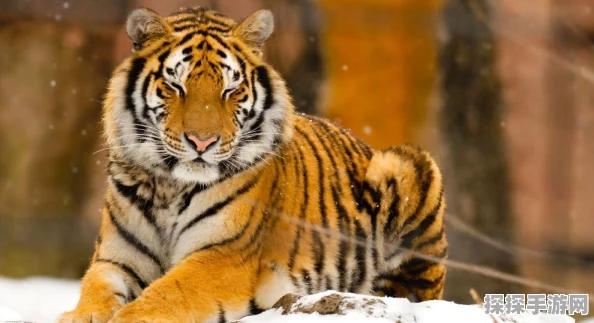 手游资讯，探索怪物猎人世界金狮子神秘踪迹，全新冒险即将启程