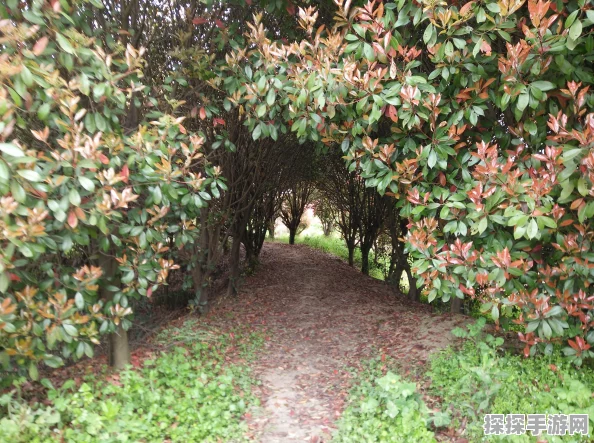 手游资讯，揭秘葬花暗黑桃花源角色葬花之谜与深度解析暗黑桃花源人物