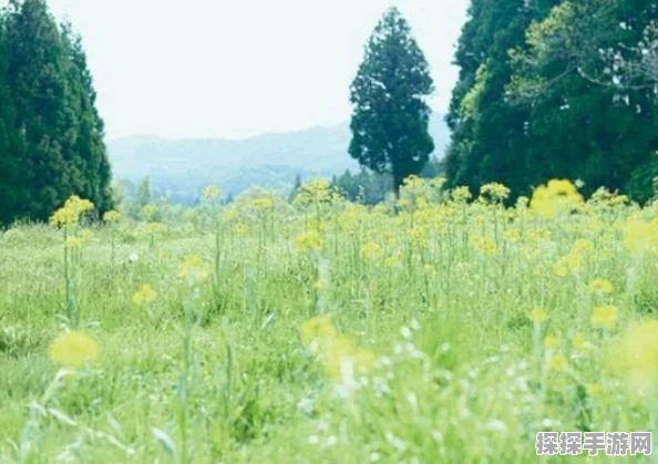 小森生活樱花碎片收集全攻略，轻松解锁春日浪漫福利