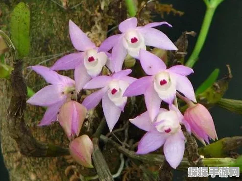 奇迹暖暖秘籍揭秘，花瓣小蝴蝶搭配魔法，解锁手游新风尚